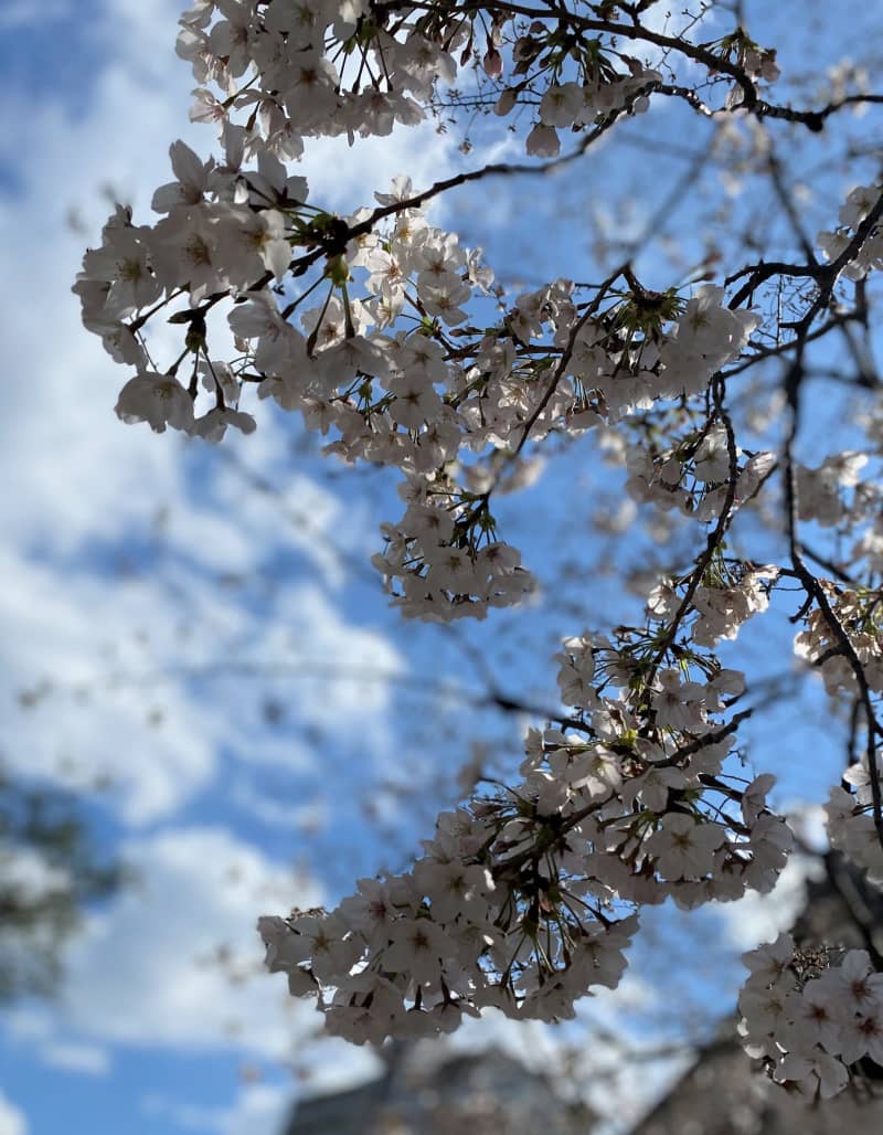 名古屋で桜が開花 大須に春のおとずれ 名古屋の中心で大須を叫ぶ