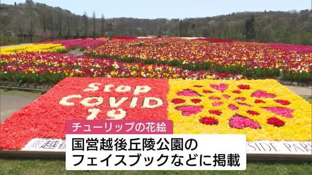 チューリップの花絵を制作 新型コロナウイルス終息願い 新潟 長岡市 Photopress