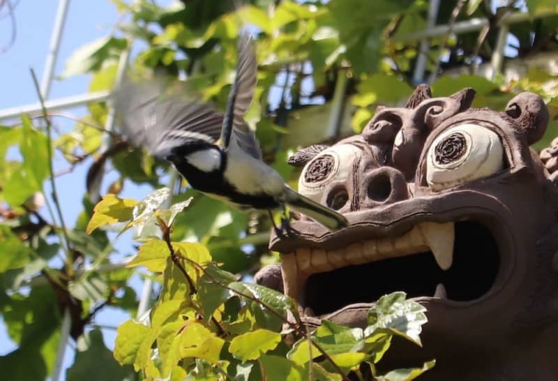 シジュウカラの野鳥 シーサーの中に巣作り 長崎新聞