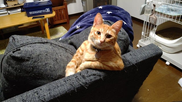 写真で一言 まあ ここ座って話そうや 大喜利のお題になりそうな猫写真が話題 Portalfield News