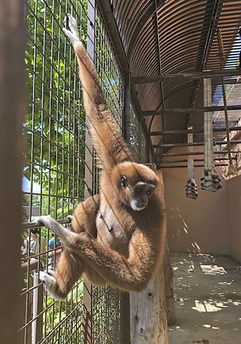 札幌の希少ザル 千葉と埼玉へ 円山動物園 繁殖計画の一環 共同通信