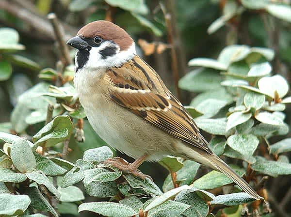 きらら浜 野鳥手帖 No 17 スズメ サンデー山口