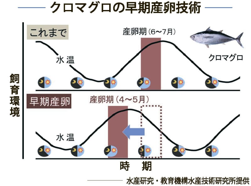 完全養殖クロマグロから早期採卵 世界初の成功 長崎・水産技術研