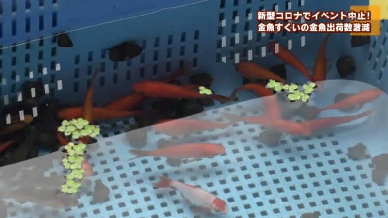 金魚すくいの金魚出荷数激減 Portalfield News 金魚すくいの金魚出荷数激減 Portalfield News