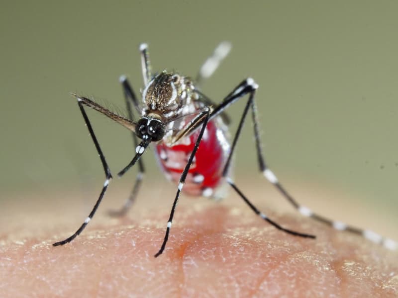 デング熱の蚊 定着防げ 外来種が空港越冬の恐れ Portalfield News