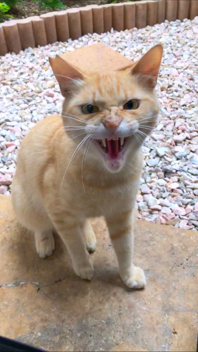 コラソンはバラティエに来ていた 生存説を徹底考察 ワンピース Portalfield News