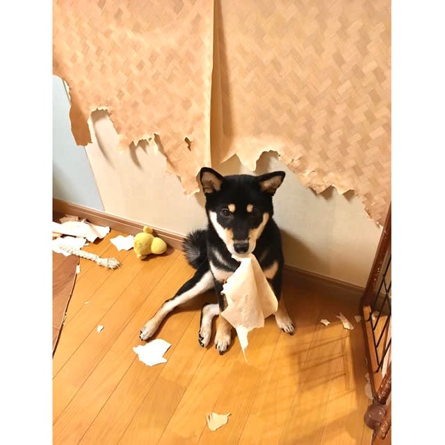 飼い主 柴犬は本当に可愛いですよ でも家は破壊します 衝撃画像に 犬 何か問題でも Portalfield News