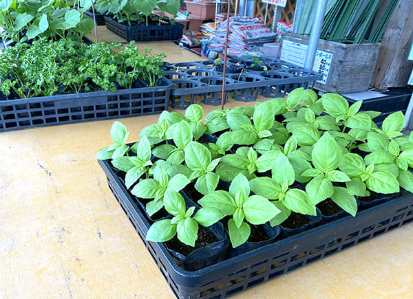 プランターで育てよう 9月に植えられる育てやすい野菜 栽培編 サンデー山口