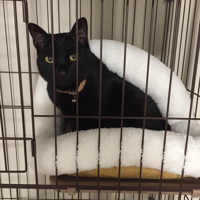 🐈｜迷子の大きな黒猫、譲渡されるも夜泣きで出戻り 新たな里親先で 