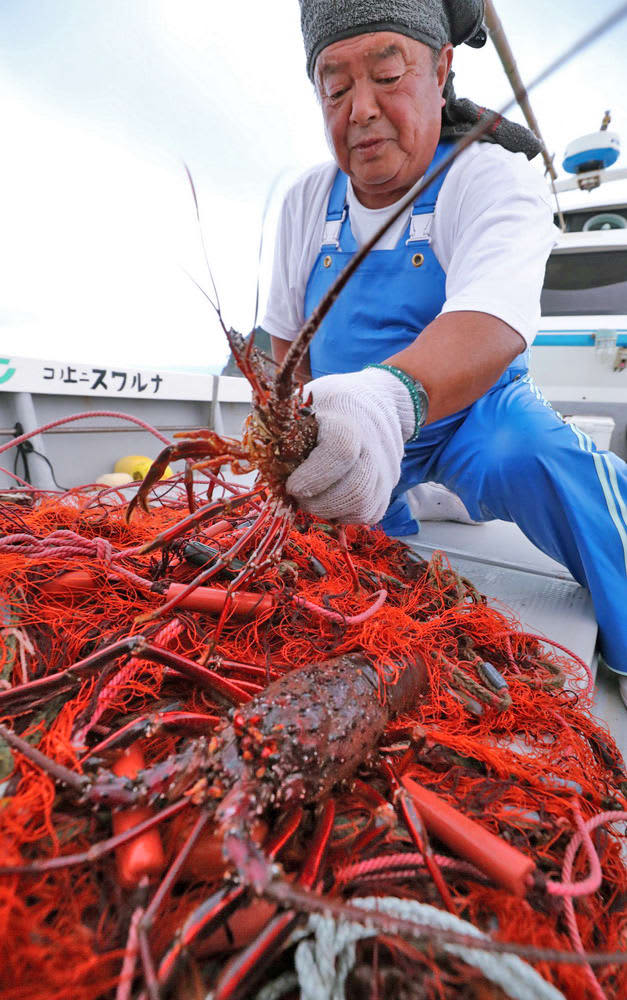 身はぷりぷり 伊勢エビ漁最盛期 長崎 南部地区 長崎新聞 09 15 23 55 公開