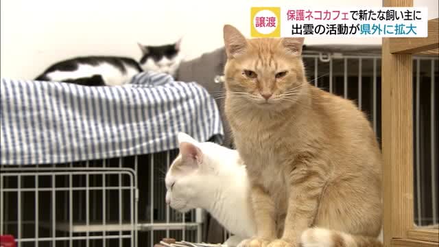 にゃんともびっくりだ 島根の保護猫が広島の猫カフェに なぜ Portalfield News