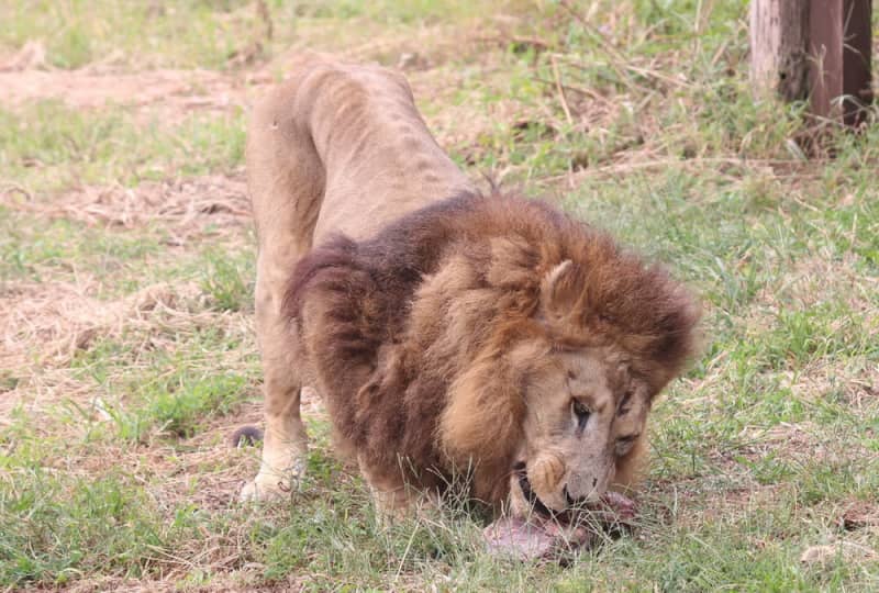 肉をガブリ アサヒ 22歳 森きららで誕生日会 長崎新聞