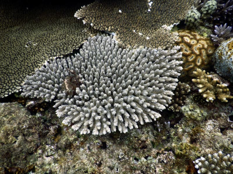 サンゴ 幼生 暗いと泳ぎ停止 光合成に適した場所に集合 共同通信