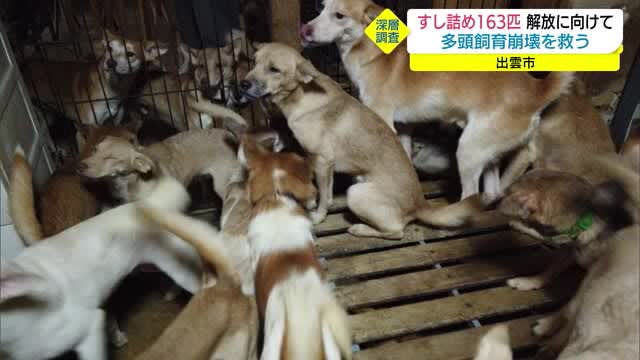 ブリーダー崩壊の実態とは 子犬工場が行きつく先 Docdog ドックドッグ