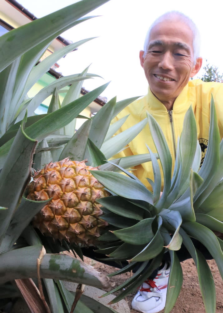 パイナップル露地栽培に成功 家庭菜園で 長崎県五島の男性 長崎新聞