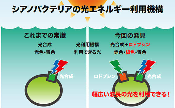 光合成と別の新しい光エネルギー利用機構を微生物から発見 東大などの研究 Portalfield News