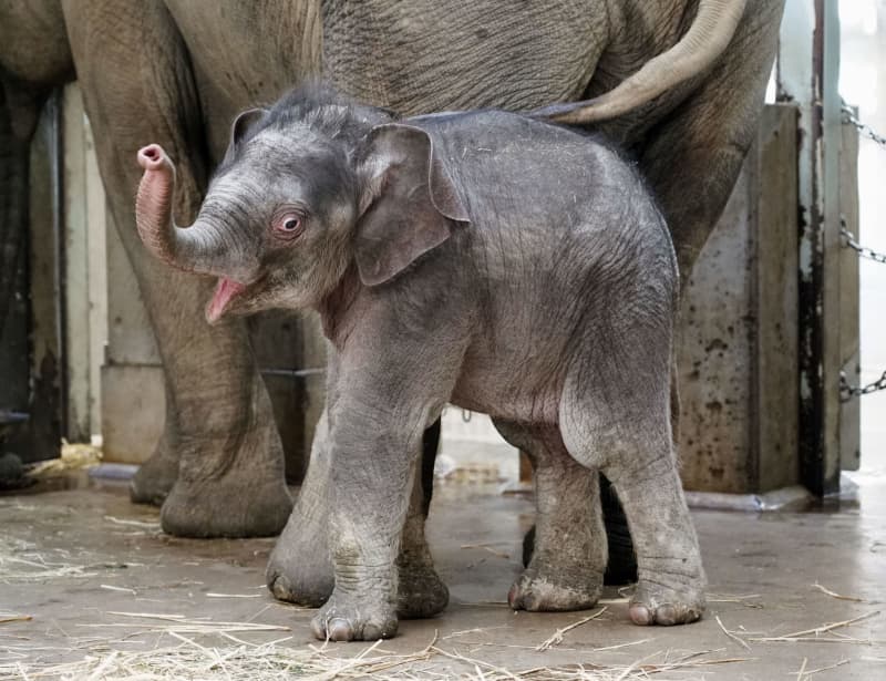 子ゾウの名前 どれがいい 上野動物園 3択で募集 共同通信