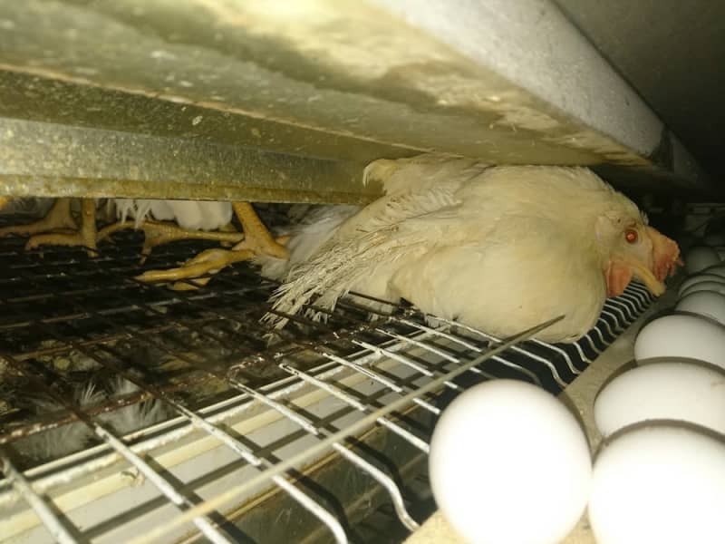 ニワトリの閉じ込め飼育続ける日本 採卵農場で女性従業員が見た 残酷 記事詳細 Infoseekニュース