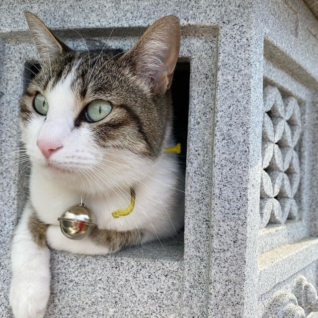 工業地帯の一角をさまよっていた子猫 偶然猫好き一家の家族に拾われて自由気まま 一匹狼のように暮らす Portalfield News