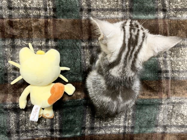 ずっと一緒にいてね ニャース 猫がぬいぐるみを抱く写真に 永久保存版 の声 Portalfield News