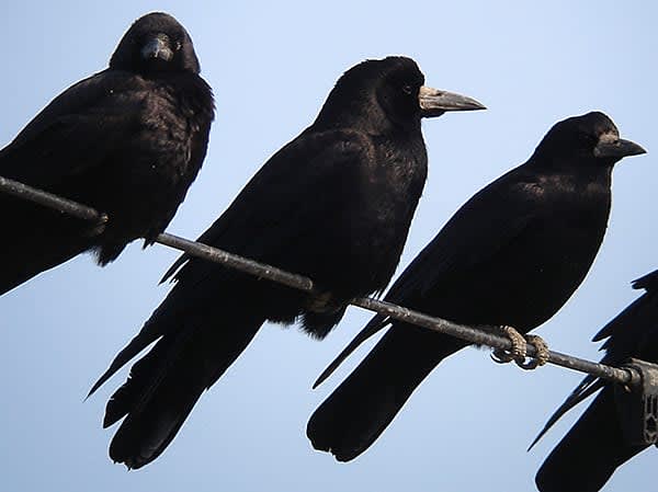 きらら浜 野鳥手帖 No 22 ミヤマガラス サンデー山口