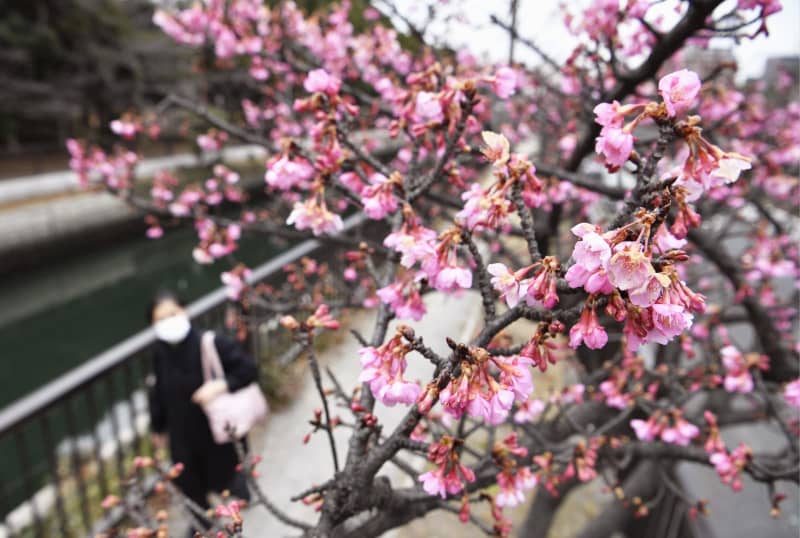 早咲き河津桜 静かな開花 東京 江東 川沿いに 共同通信