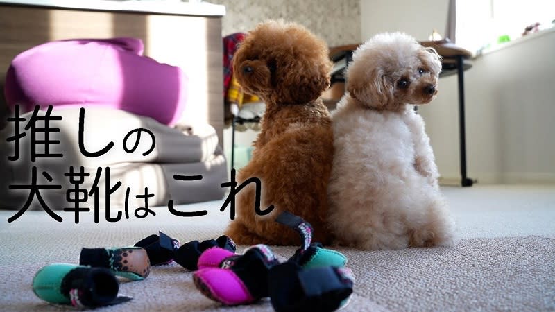 犬を履いたワンちゃんが超キュート 愛犬にぴったりの犬靴 トイプードル 動画 Portalfield News