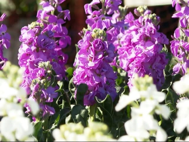 南房総では色とりどりの花が咲き始める 一足早い春の訪れ チバテレ プラス