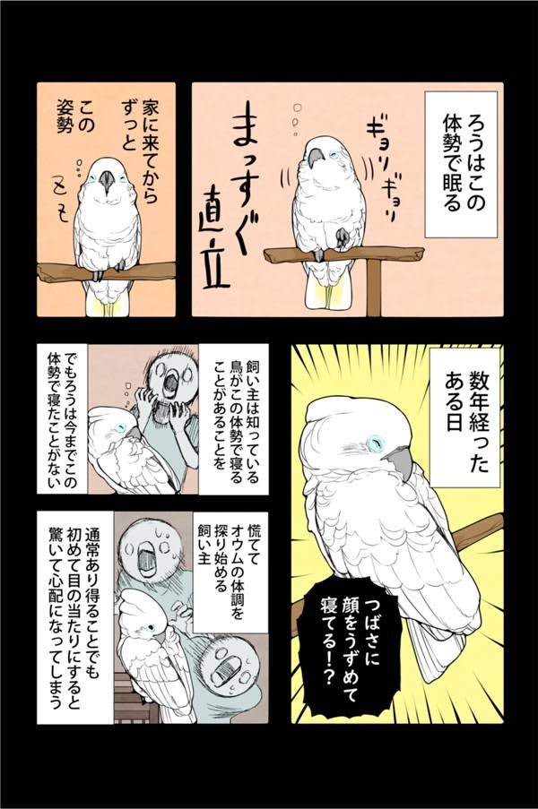 オウムは今日も考えている 第210回 直立で眠る Portalfield News