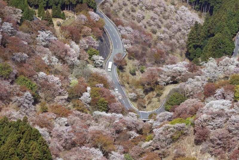 吉野の桜 一目千本 が見頃 マスク花見 感染対策徹底 共同通信