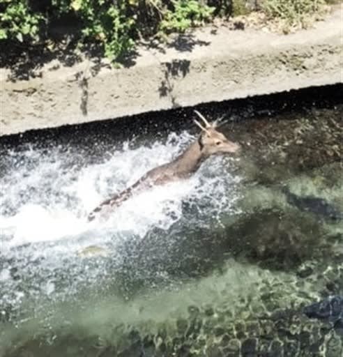 ニホンジカ 熊本市内で目撃相次ぐ 川の中走る姿も 熊本日日新聞