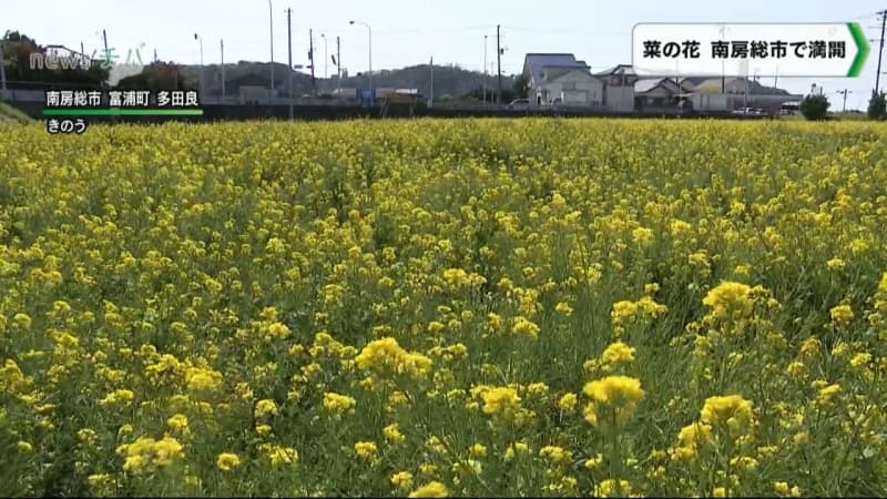 休耕田を花畑に 千葉県南房総市で菜の花が満開 チバテレ プラス