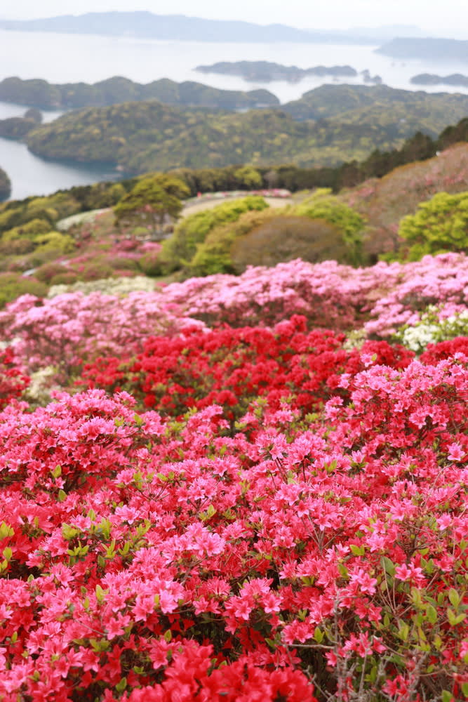美しい花の じゅうたん 九十九島の景色を満喫 佐世保 長串山公園のツツジ 長崎新聞