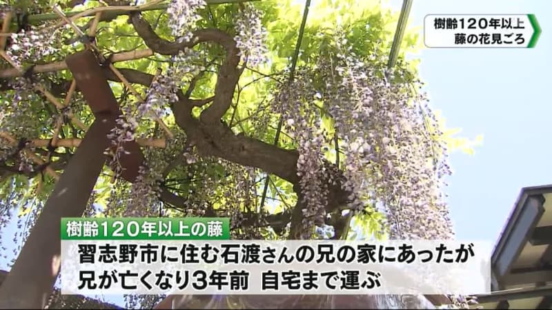 樹齢1年以上の藤の花が千葉市稲毛区で見ごろ チバテレ プラス