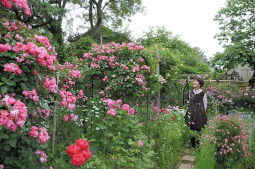 100種類バラ 色とりどり 大津町で５月下旬まで見ごろ 熊本日日新聞
