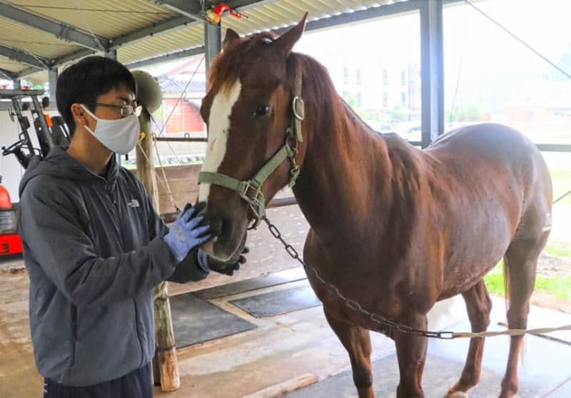 新たな馬とポニーが仲間入り 五島自動車学校 デビューに向け訓練中 長崎新聞 21 05 21 13 00 公開