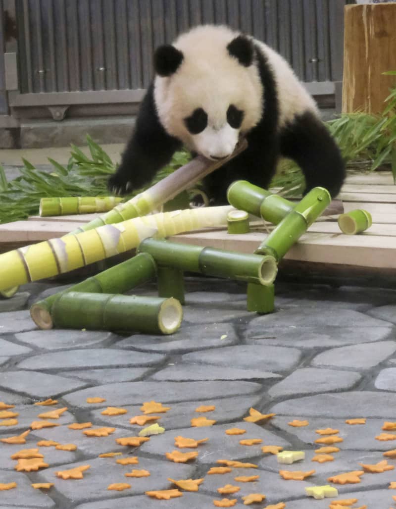 子パンダ 楓浜 に贈り物 和歌山 生後半年祝い 共同通信