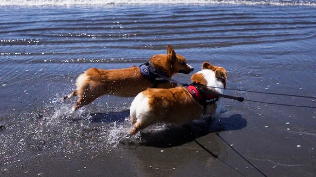 犬がアザラシに 海に帰っていきそうな姿 実は絶望だった いかないで とネット爆笑 Portalfield News