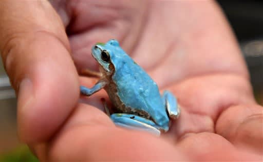 幸せの青いカエル 熊本市の谷口さん捕獲 熊本日日新聞