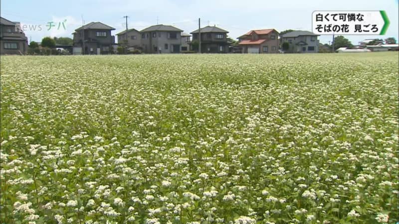 千葉県長生村 白くて可憐な そばの花 が見ごろ チバテレ プラス