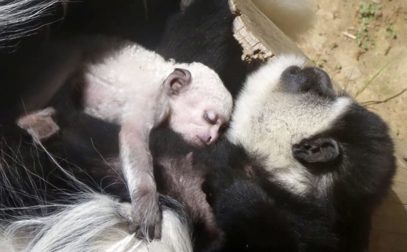 真っ白な赤ちゃんザルに釘付け 仙台 八木山動物公園 共同通信