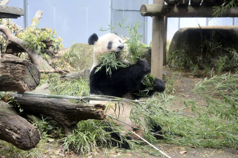 上野のパンダ シャンシャン4歳 誕生日 動画でお祝い 共同通信