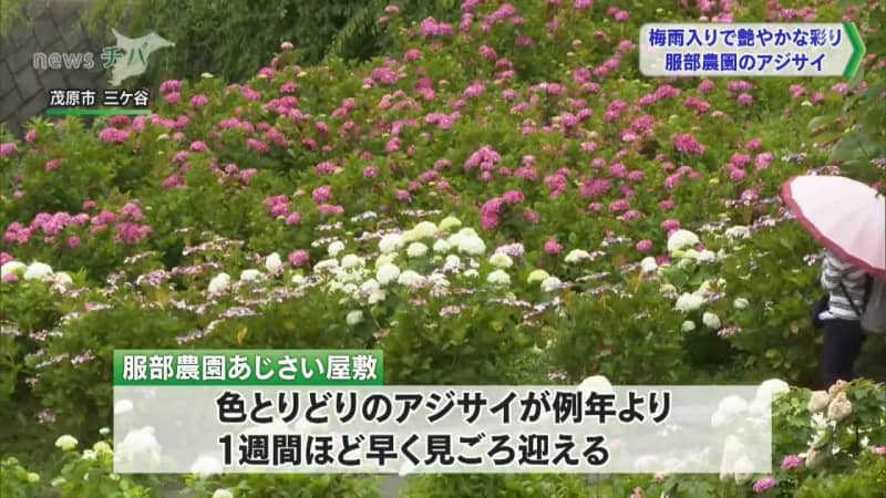 千葉県も梅雨入り 雨に濡れたアジサイ約1万株艶やかに チバテレ プラス