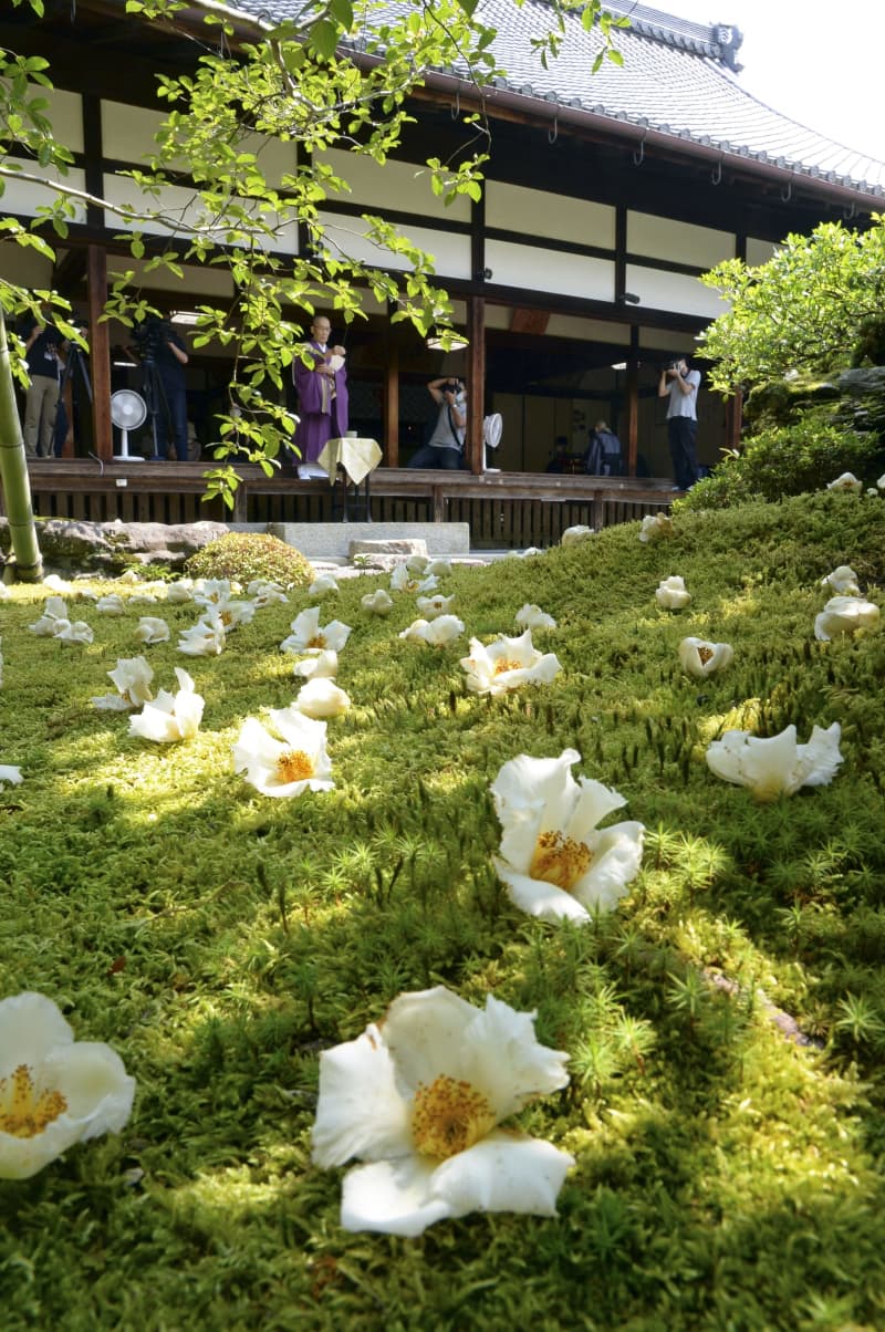 東林院 沙羅双樹の花 が見頃 京都 右京区 公開始まる 共同通信