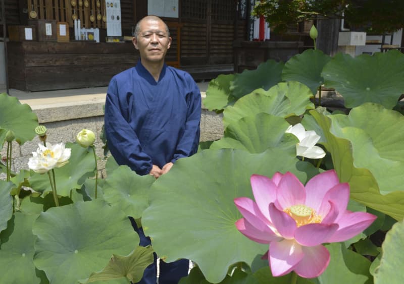 ハスの花が見頃 7月中旬まで 大阪 河内長野の盛松寺 共同通信