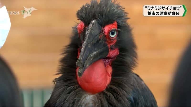 6月に捕獲された絶滅危惧種の巨大鳥に 千葉県柏市の児童が命名 チバテレ プラス