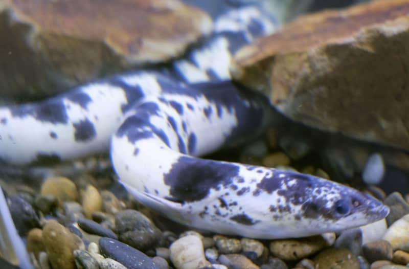 個性的な色の生き物展示 和歌山 まだらウナギ 黄金カエル 共同通信