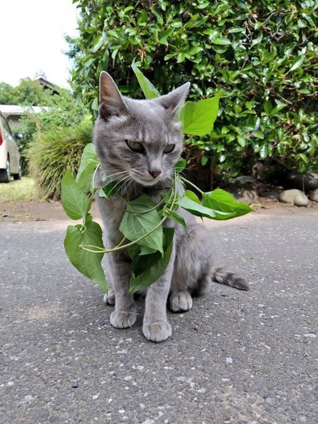 パリコレモデルみたい 斬新な姿で散歩する猫さん くさタイプのねこポケモン 説にも爆笑 Portalfield News