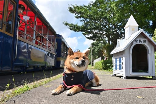 柴犬駅長 被災鉄路でお出迎え 熊本 南阿蘇鉄道 阿蘇白川駅 トロッコ列車に合わせて 出勤 熊本日日新聞