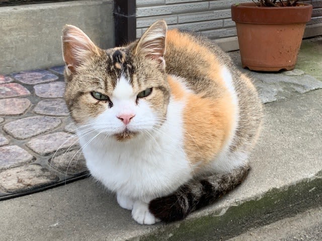 脚が不自由な三毛猫を発見 Tnrを考えていた矢先に交通事故 家族として迎え入れ 今では 目覚ま Portalfield News